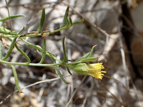 Image of Bajacalia crassifolia by (c) Sue Carnahan, some rights reserved (CC BY)