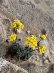 Draba zionensis