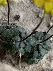 Draba zionensis