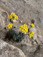 Draba zionensis