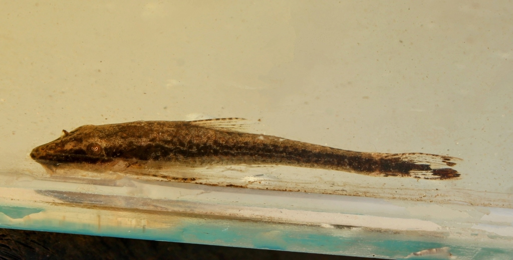 Otothyropsis polyodon