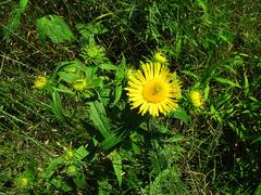 Inula japonica