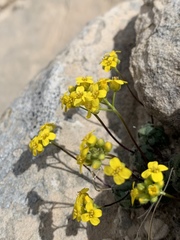 Draba zionensis