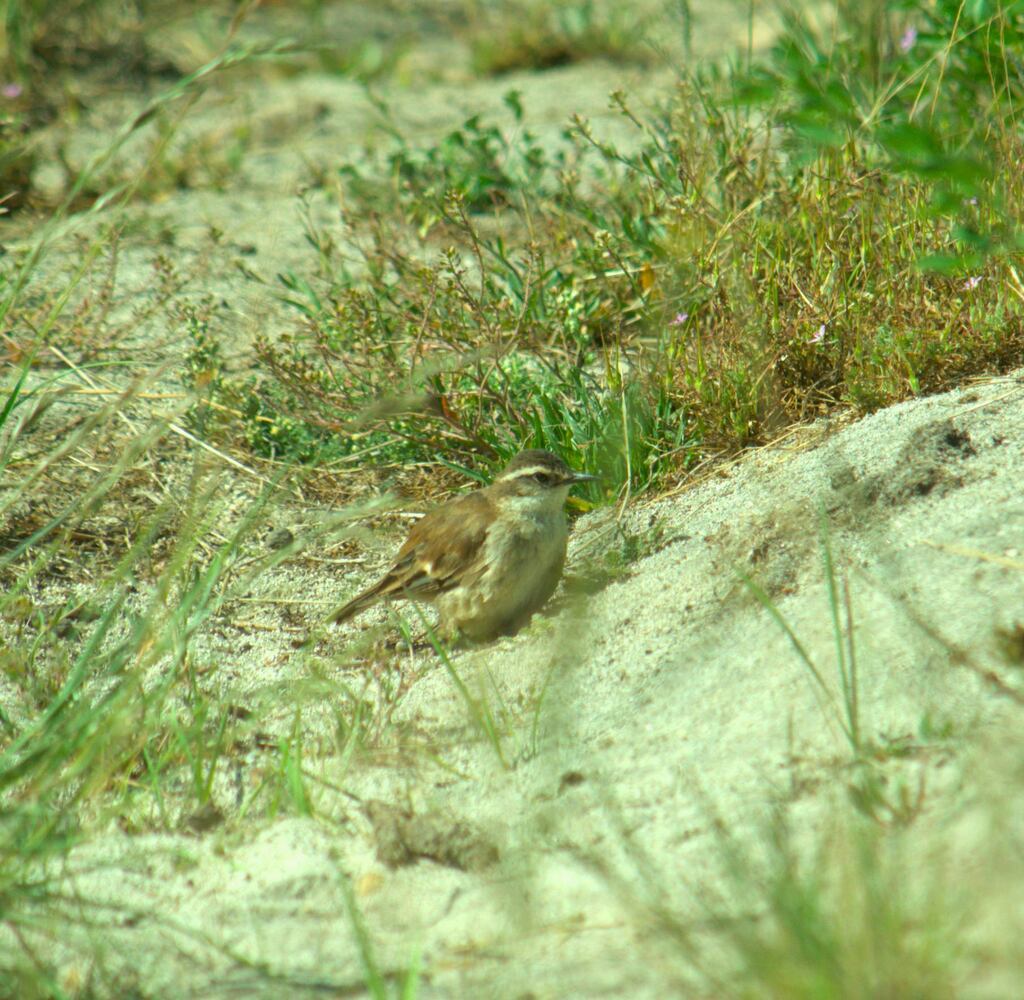 Birds In January 2024 By Cfauna INaturalist   Large 