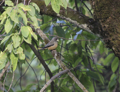 Mycerobas icterioides