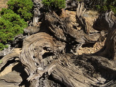 Austrocedrus chilensis