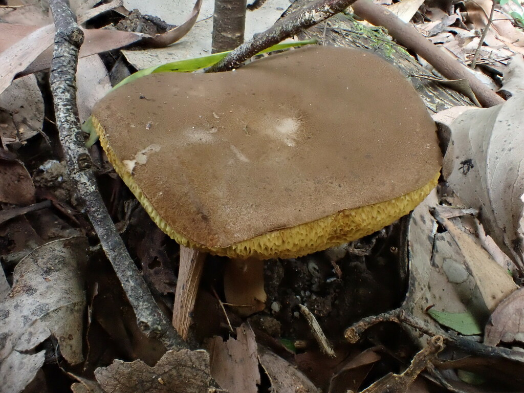 Suede Bolete from Car Park Balook VIC 3971, Australia on January 22 ...