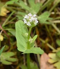 Plectritis ciliosa