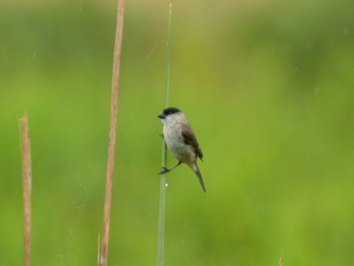 Pearly-bellied Seedeater (Sporophila pileata), photo 5