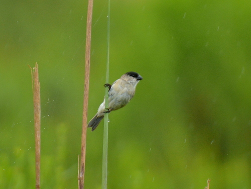 Pearly-bellied Seedeater (Sporophila pileata), photo 4