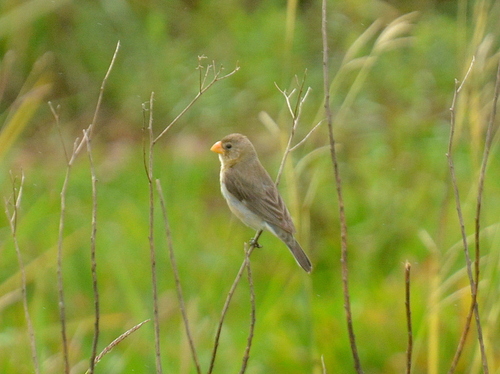 Tropeiro Seedeater (Sporophila beltoni), photo 6