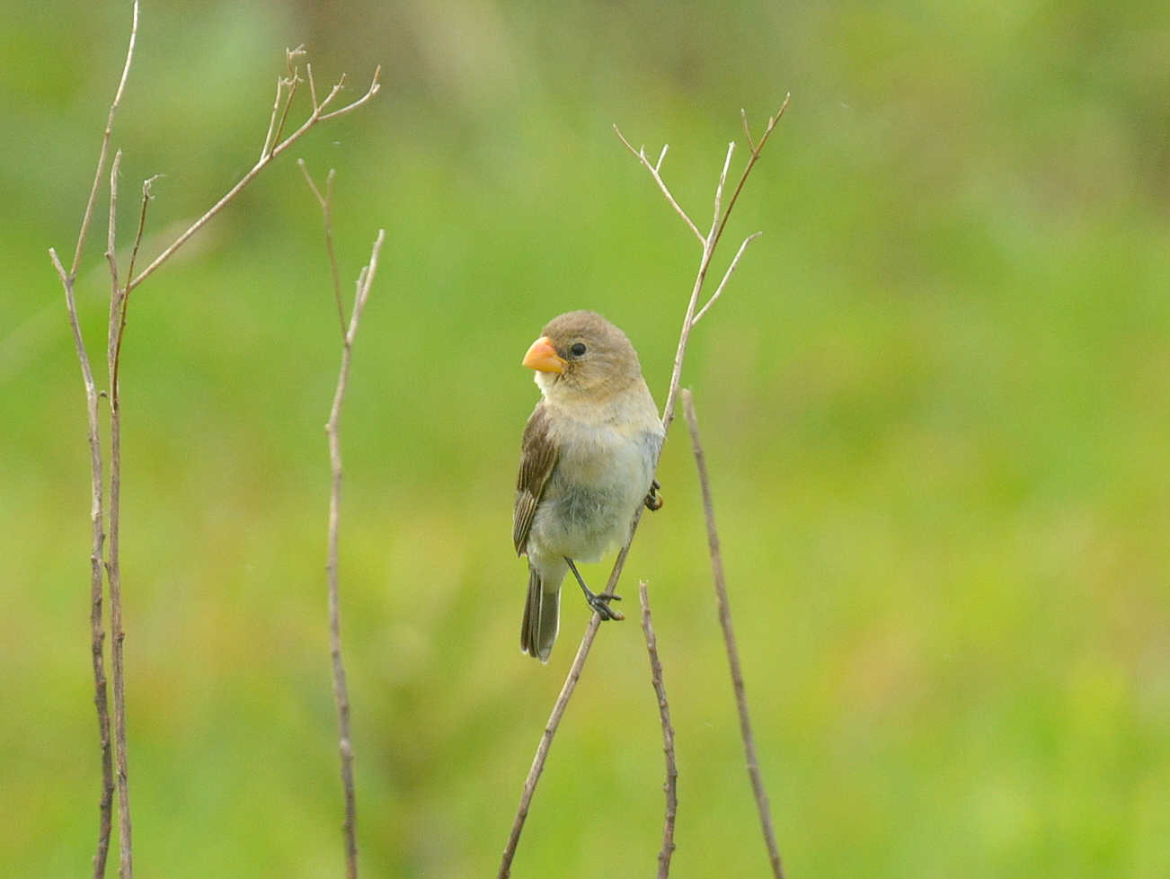 Tropeiro Seedeater (Sporophila beltoni), photo 2