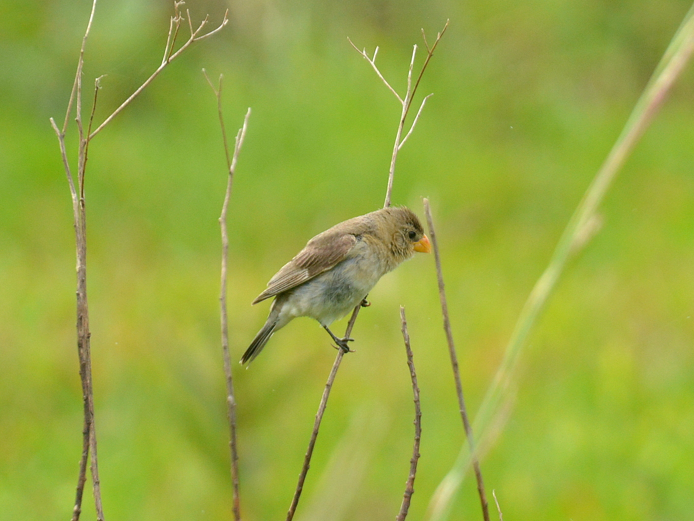 Tropeiro Seedeater (Sporophila beltoni), photo 3