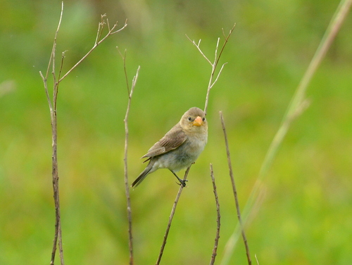 Tropeiro Seedeater (Sporophila beltoni), photo 4