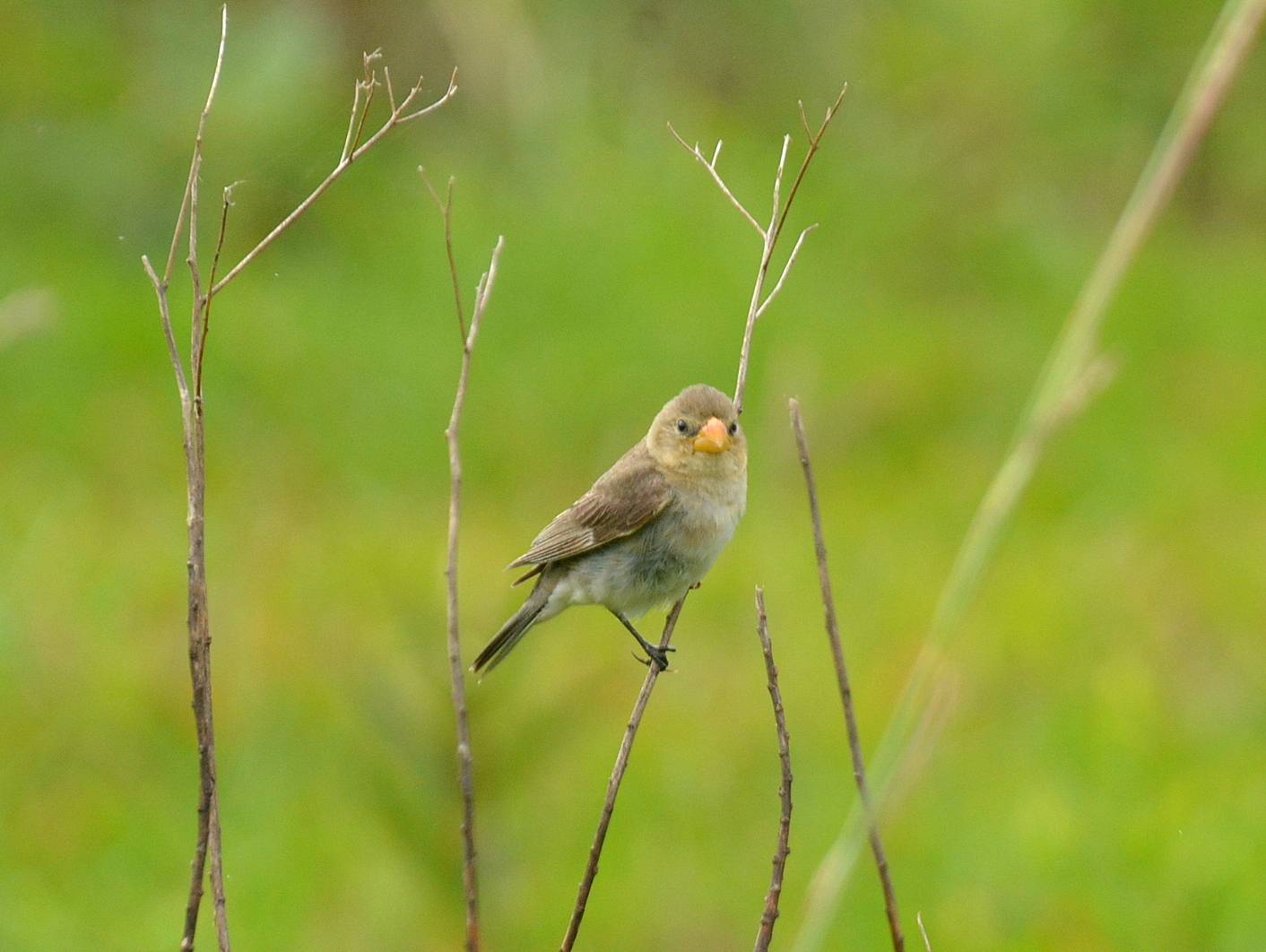 Tropeiro Seedeater (Sporophila beltoni), photo 4