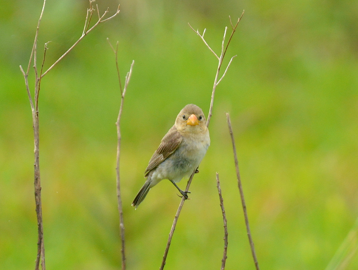 Tropeiro Seedeater (Sporophila beltoni), photo 5