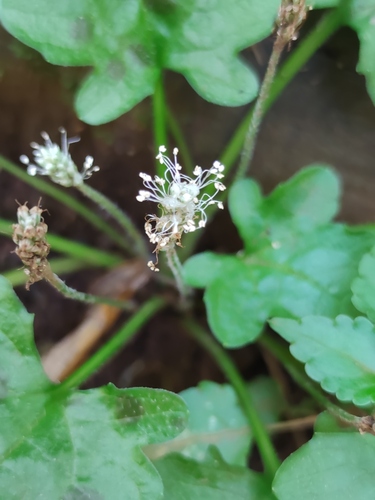 Plantago palmata