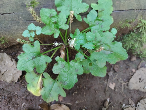 Plantago palmata
