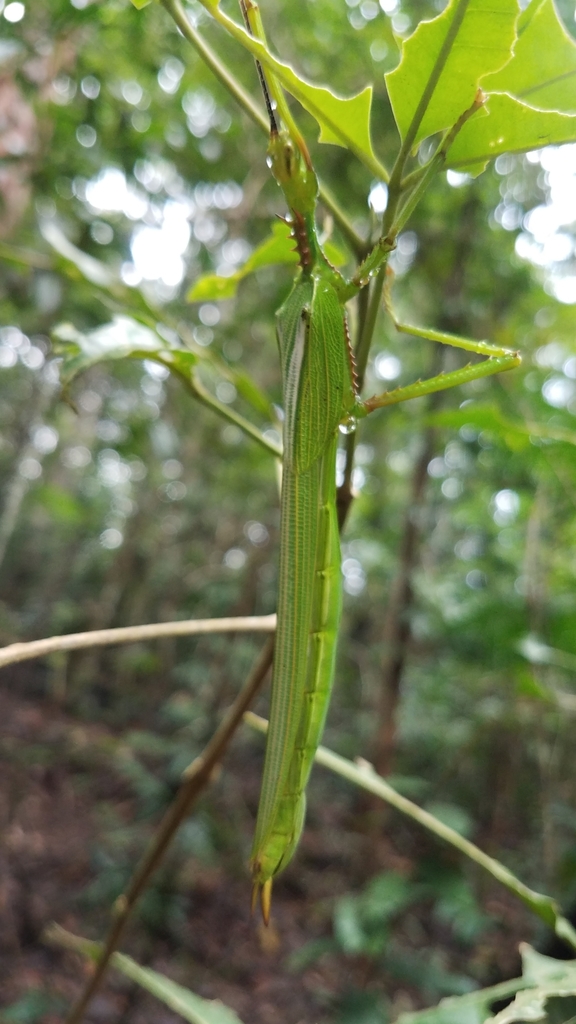 Hasenpusch Family Stick Insect