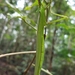 Hasenpusch Family Stick Insect - Photo (c) apteryxrowi, some rights reserved (CC BY-NC), uploaded by apteryxrowi