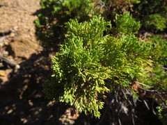Austrocedrus chilensis