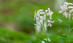 Cardamine concatenata