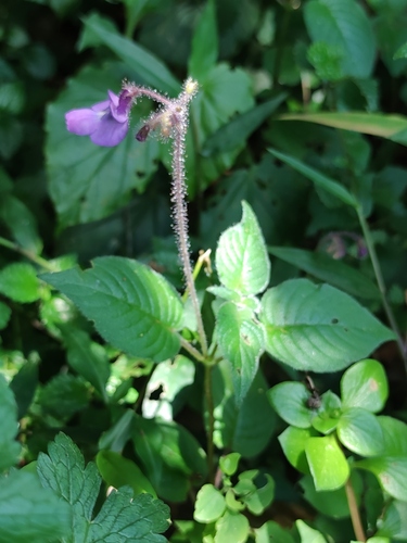 Streptocarpus glandulosissimus, photograph 3