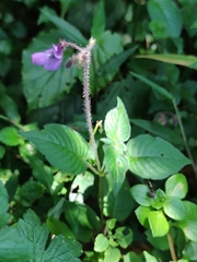 (c) Liliana Ramírez-Freire, some rights reserved (CC BY) Streptocarpus glandulosissimus, photograph (c) Liliana Ramírez-Freire, some rights reserved (CC BY)