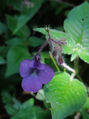 (c) Liliana Ramírez-Freire, some rights reserved (CC BY) Streptocarpus glandulosissimus, photograph (c) Liliana Ramírez-Freire, some rights reserved (CC BY)