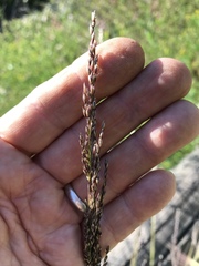 Melica imperfecta