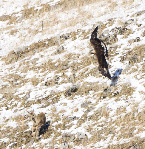 North American golden eagle photographed in Virginia