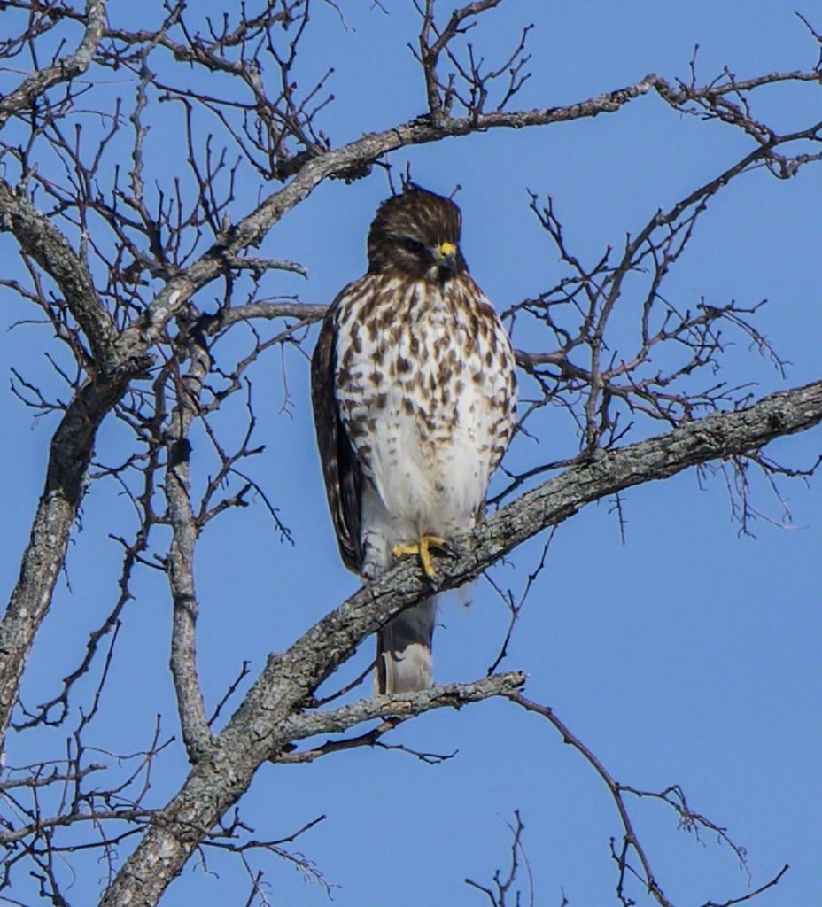 Red-shouldered Hawk from Highland County, VA, USA on January 22, 2024 ...