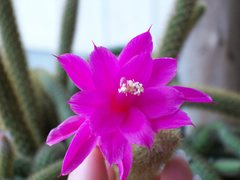 Aporocactus flagelliformis