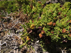 Austrocedrus chilensis