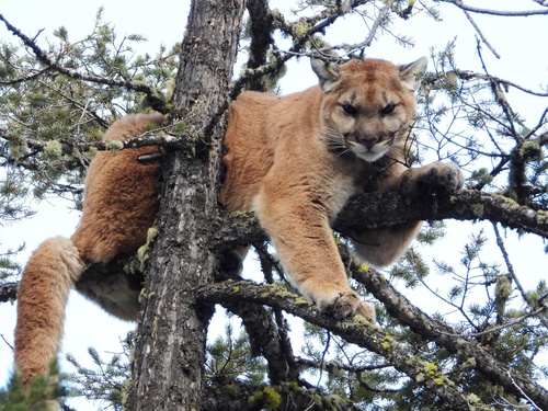 Mountain Lion photographed in Montana