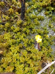 Utricularia striata