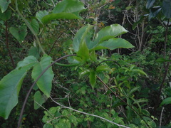 Passiflora edulis flavicarpa