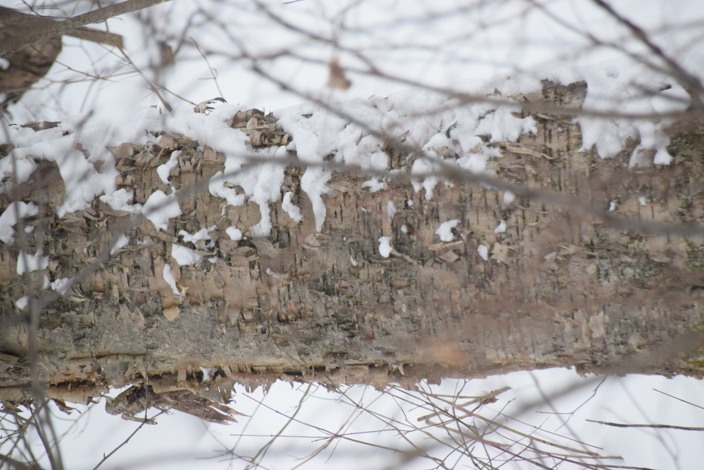 yellow birch from RouynNoranda, QC, Canada on January 21, 2024 at 01