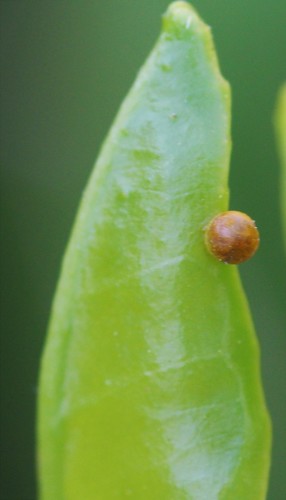 Western Giant Swallowtail