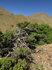Austrocedrus chilensis