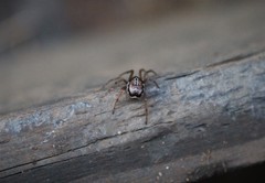 Araneoidea