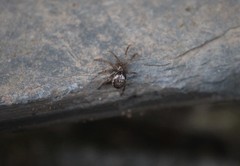 Araneoidea