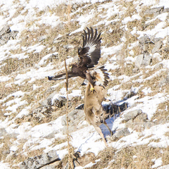 Golden Eagle photo 6