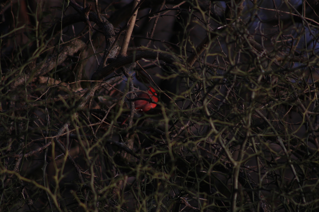 Northern Cardinal In January 2024 By GreenRaccoon INaturalist   Large 