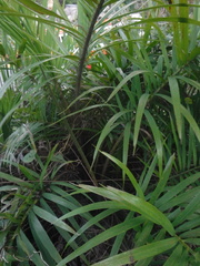 Bactris plumeriana