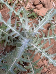 Cirsium arizonicum