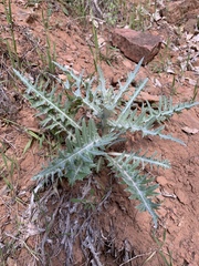 Cirsium arizonicum