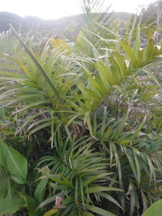 Bactris plumeriana