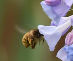 Anthophora villosula