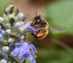 Anthophora villosula